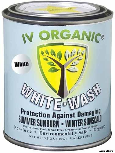 How to Protect Apple Trees in the Winter