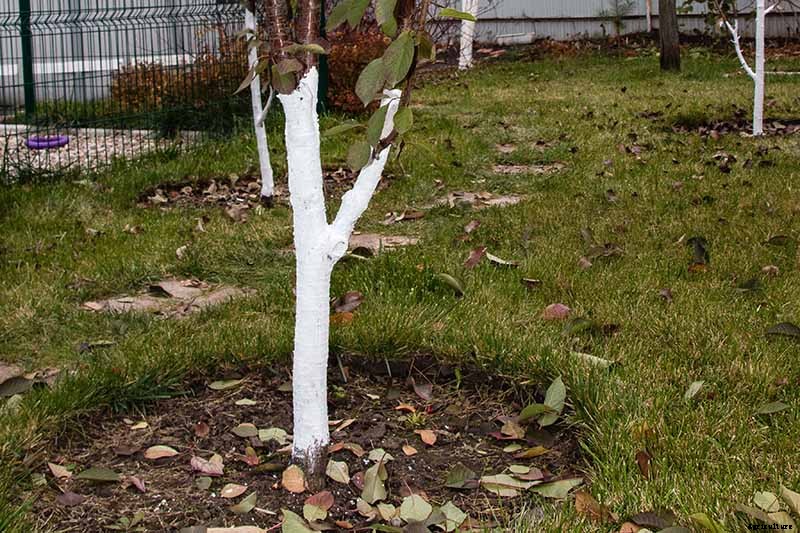 How to Protect Apple Trees in the Winter