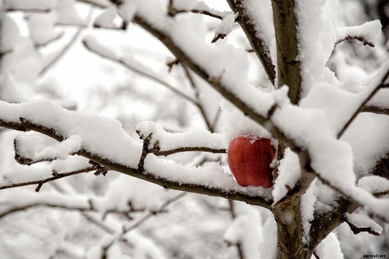 How to Protect Apple Trees in the Winter
