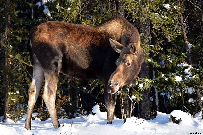 How to Protect Apple Trees in the Winter