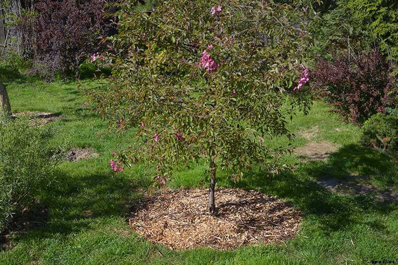 How to Protect Apple Trees in the Winter