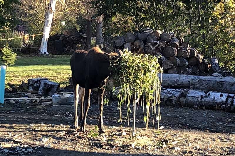 How to Protect Apple Trees in the Winter