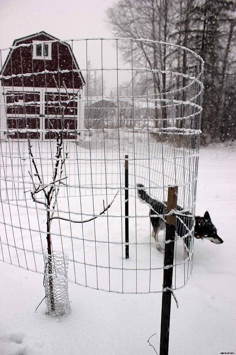 How to Protect Apple Trees in the Winter