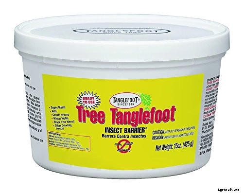 How to Protect Apple Trees in the Winter