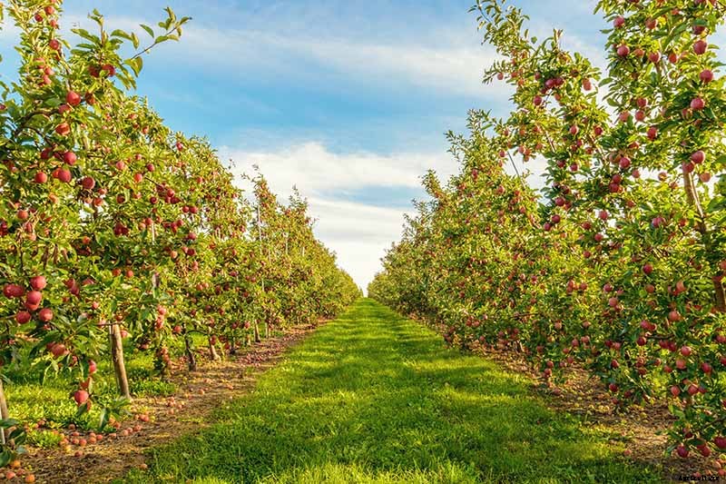 How to Protect Apple Trees in the Winter