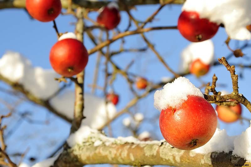 How to Protect Apple Trees in the Winter