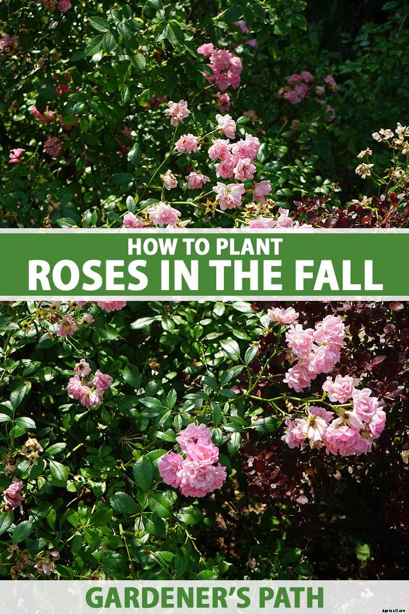 How to Plant Roses During the Fall