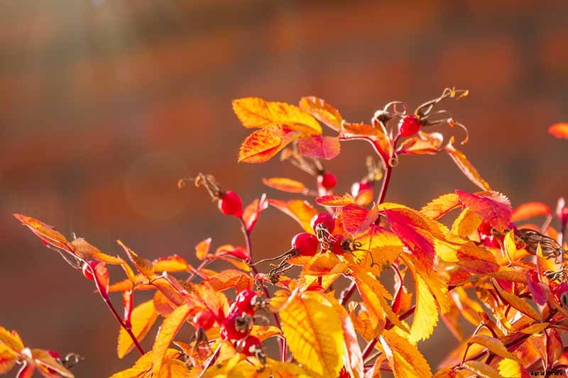 How to Plant Roses During the Fall