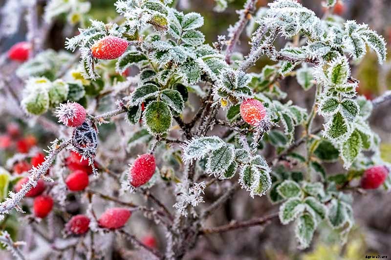 How to Plant Roses During the Fall