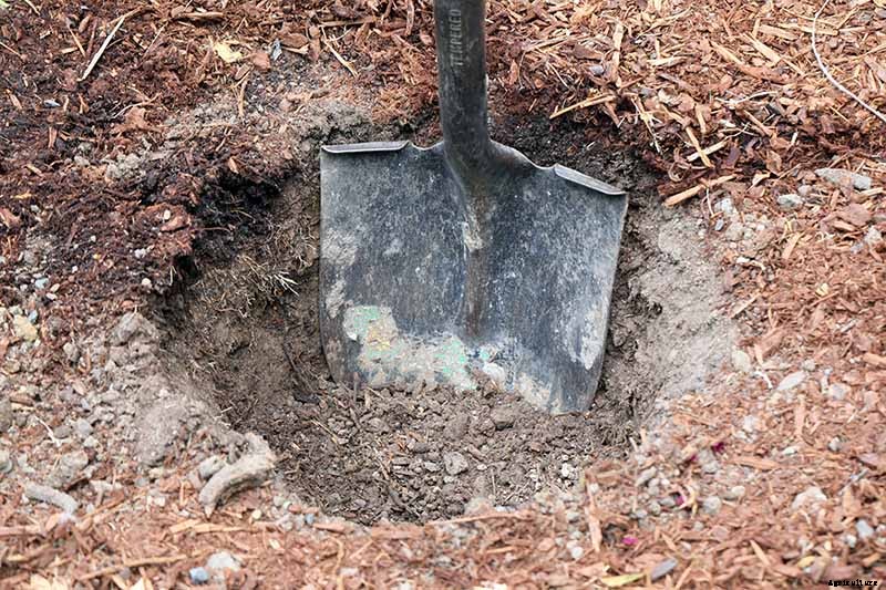 How to Plant Roses During the Fall