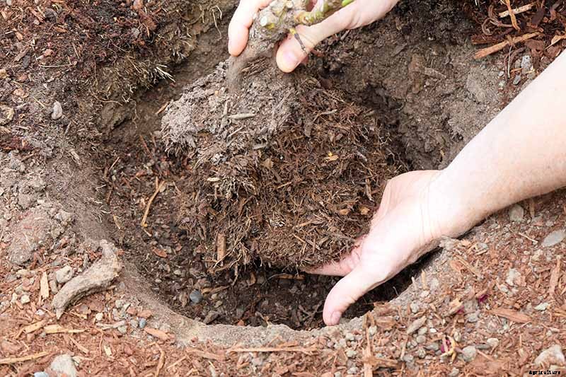 How to Plant Roses During the Fall