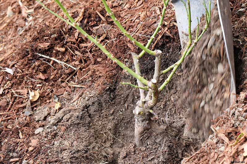 How to Plant Roses During the Fall