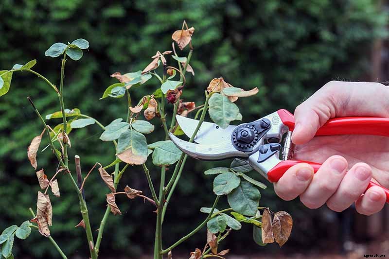 How to Plant Roses During the Fall