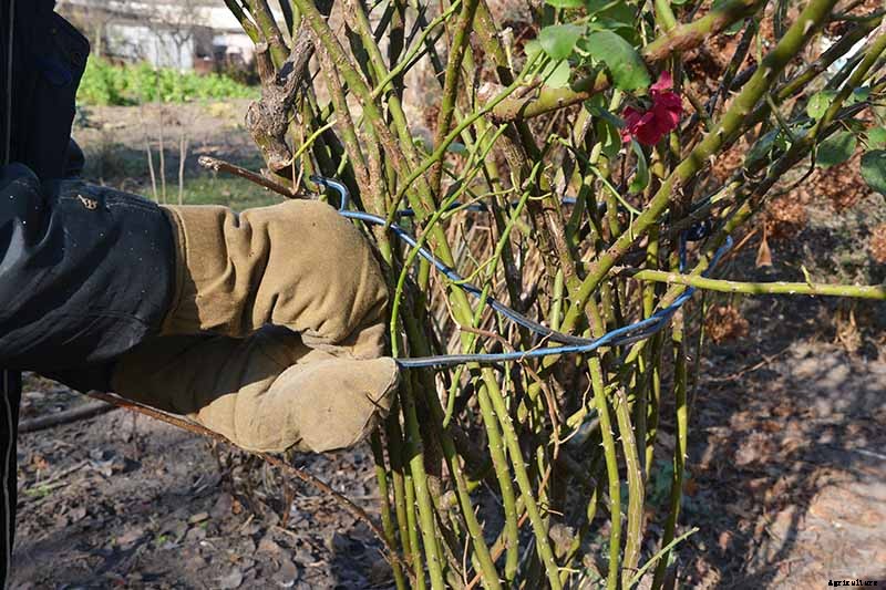 How to Plant Roses During the Fall