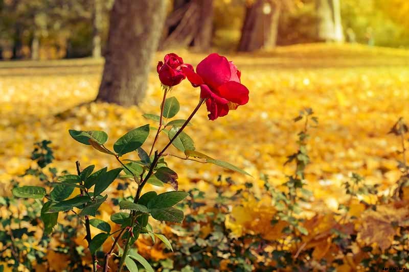 How to Plant Roses During the Fall