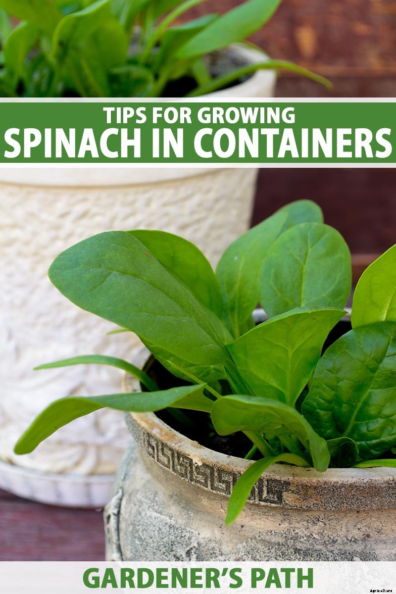 Tips for Growing Spinach in Containers