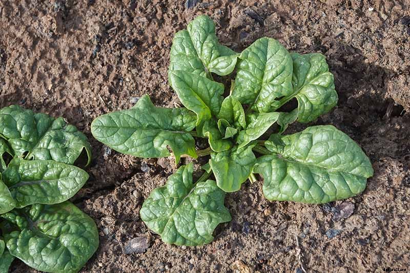 Tips for Growing Spinach in Containers