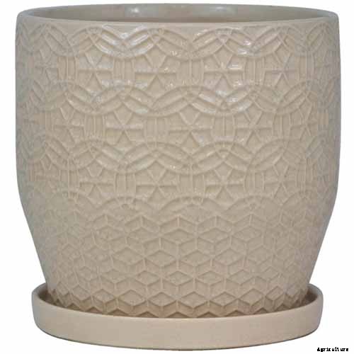 Tips for Growing Spinach in Containers