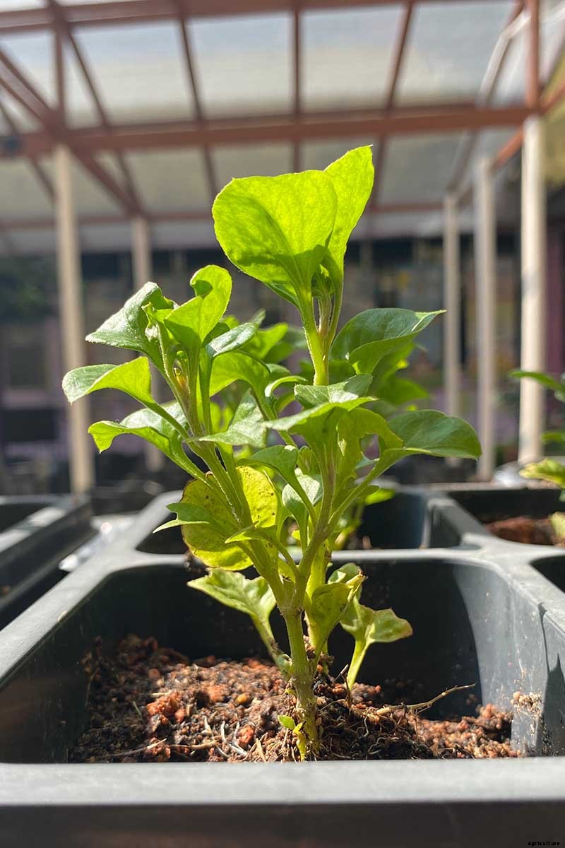 Tips for Growing Spinach in Containers