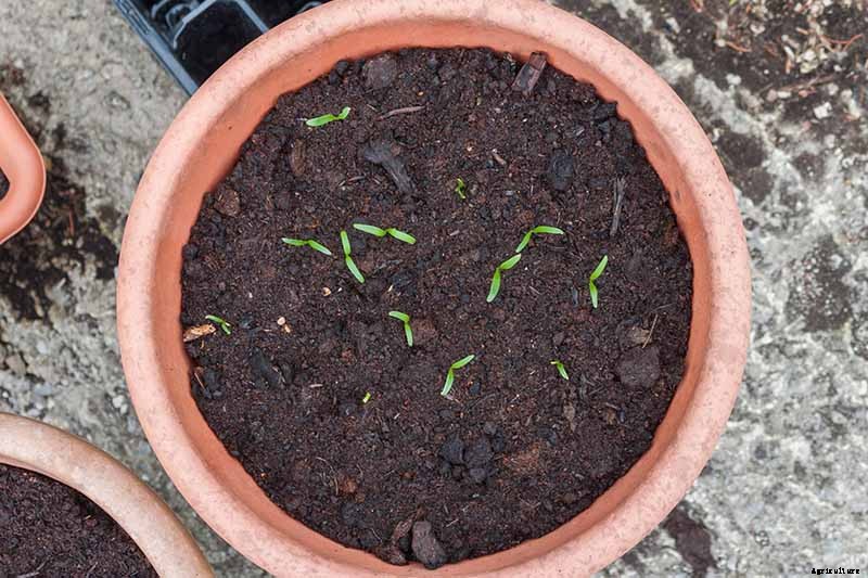 Tips for Growing Spinach in Containers