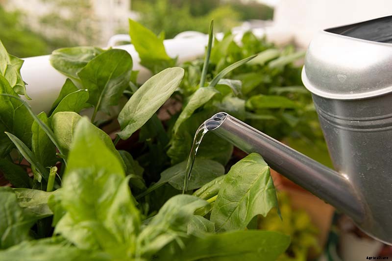 Tips for Growing Spinach in Containers