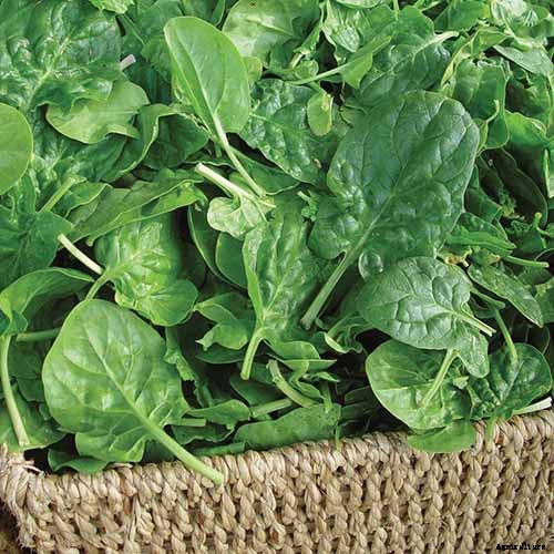 Tips for Growing Spinach in Containers