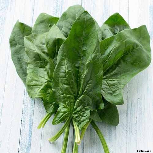 Tips for Growing Spinach in Containers