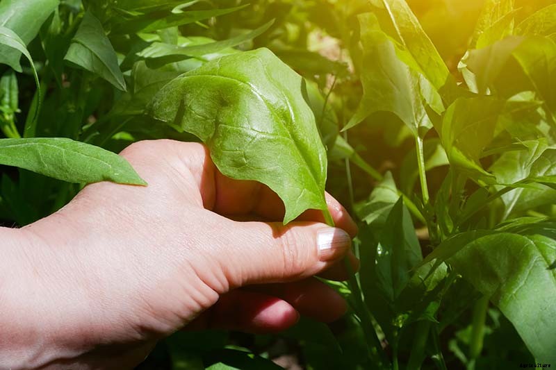 Tips for Growing Spinach in Containers