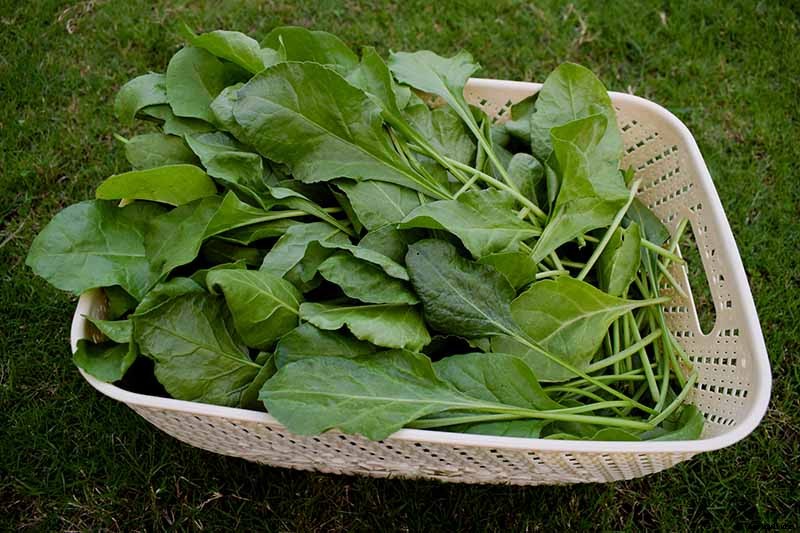 Tips for Growing Spinach in Containers