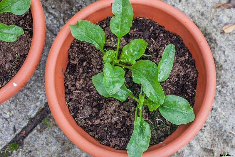 Tips for Growing Spinach in Containers