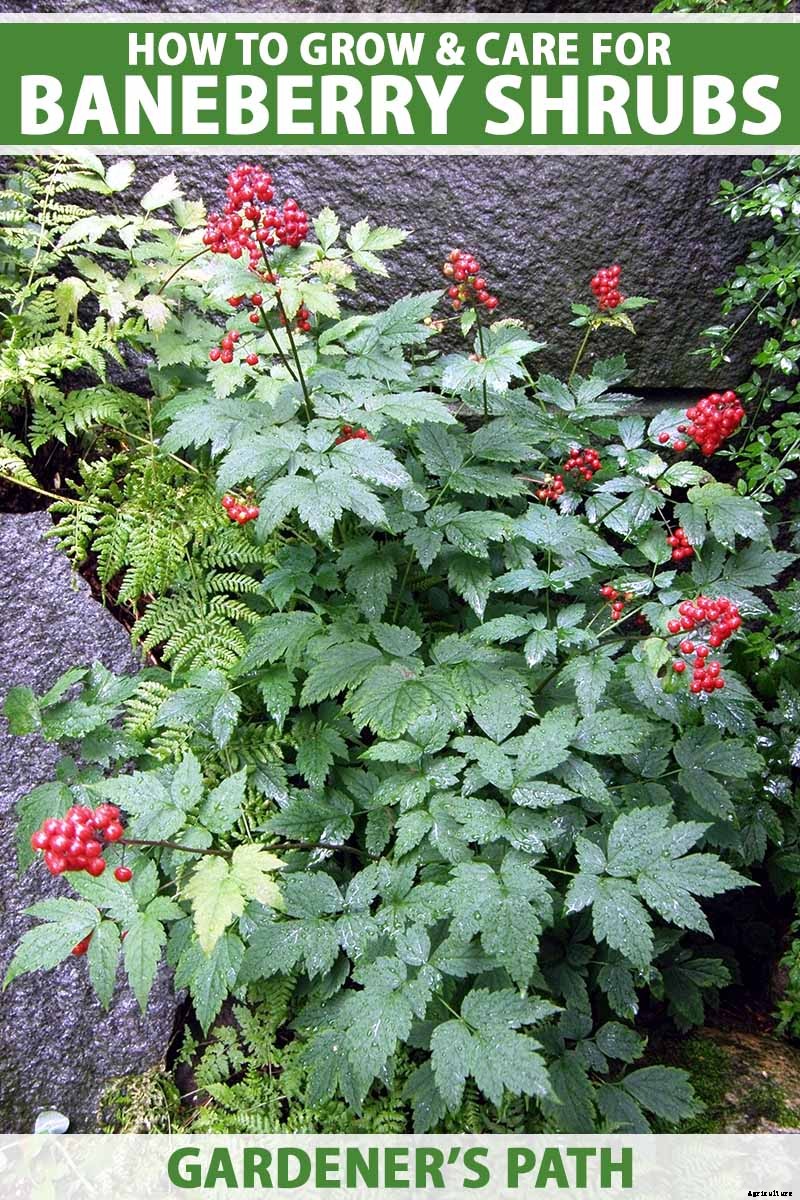 How to Grow and Care for Baneberry Shrubs