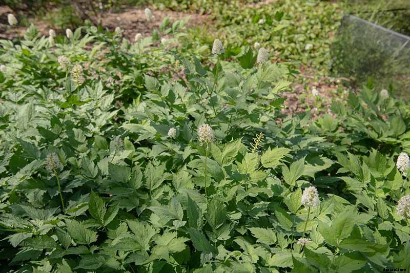 How to Grow and Care for Baneberry Shrubs