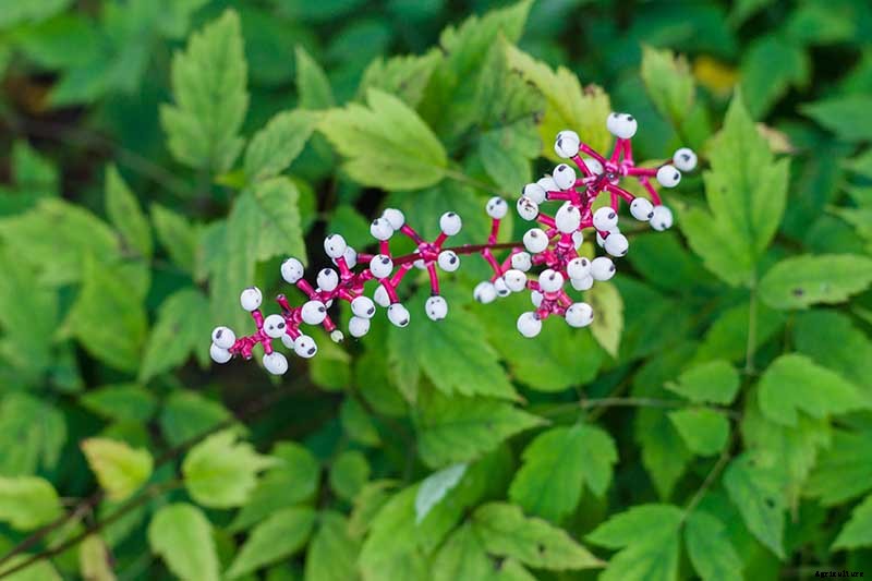 How to Grow and Care for Baneberry Shrubs