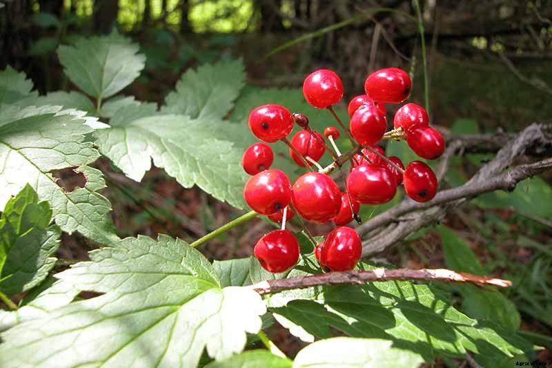 How to Grow and Care for Baneberry Shrubs