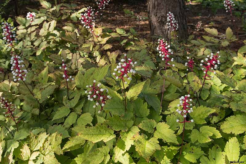 How to Grow and Care for Baneberry Shrubs