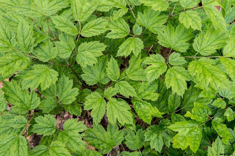 How to Grow and Care for Baneberry Shrubs