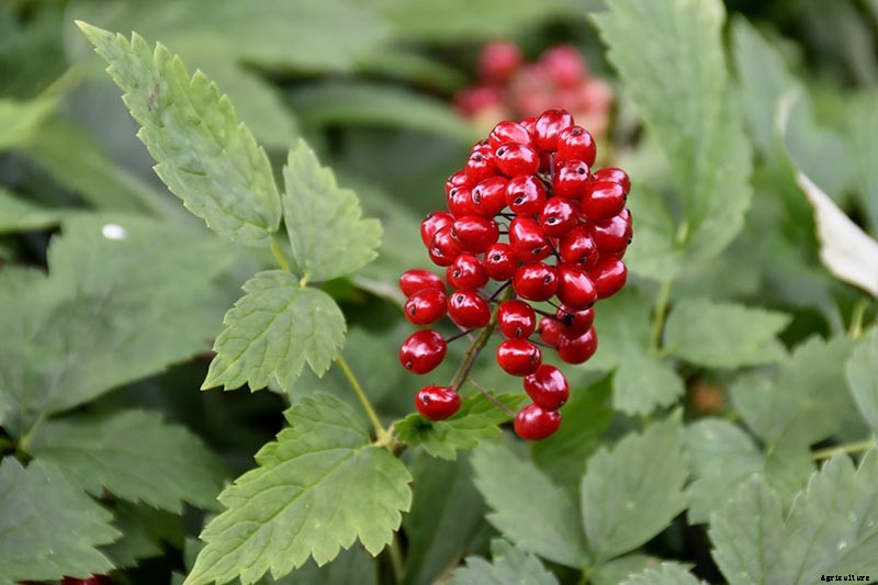 How to Grow and Care for Baneberry Shrubs