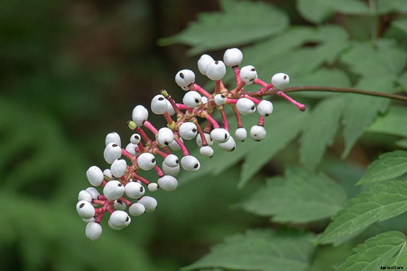 How to Grow and Care for Baneberry Shrubs