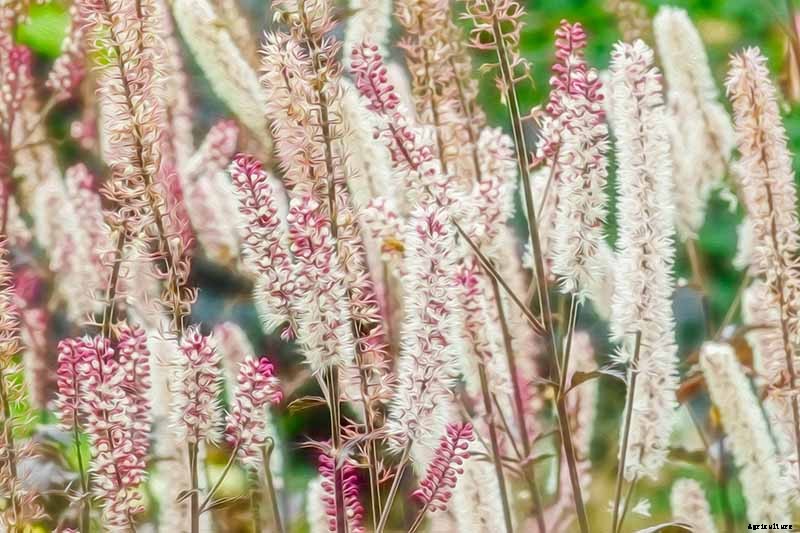 How to Grow and Care for Baneberry Shrubs