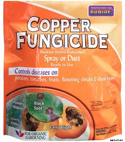 How to Grow and Care for Baneberry Shrubs