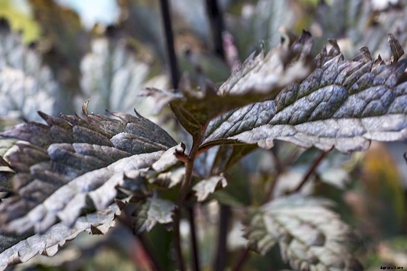 How to Grow and Care for Baneberry Shrubs