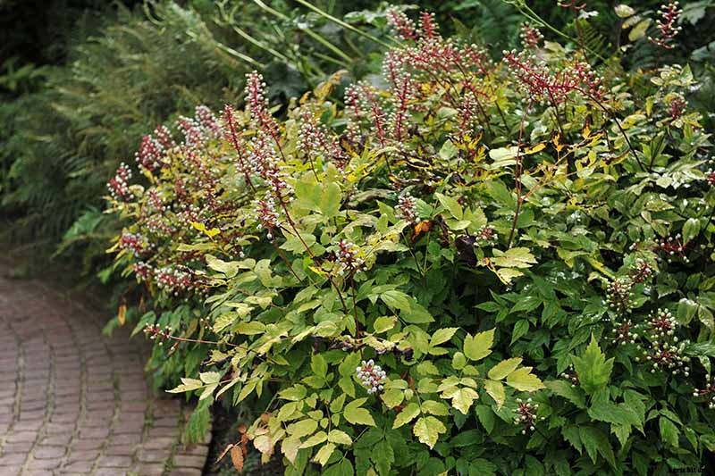 How to Grow and Care for Baneberry Shrubs