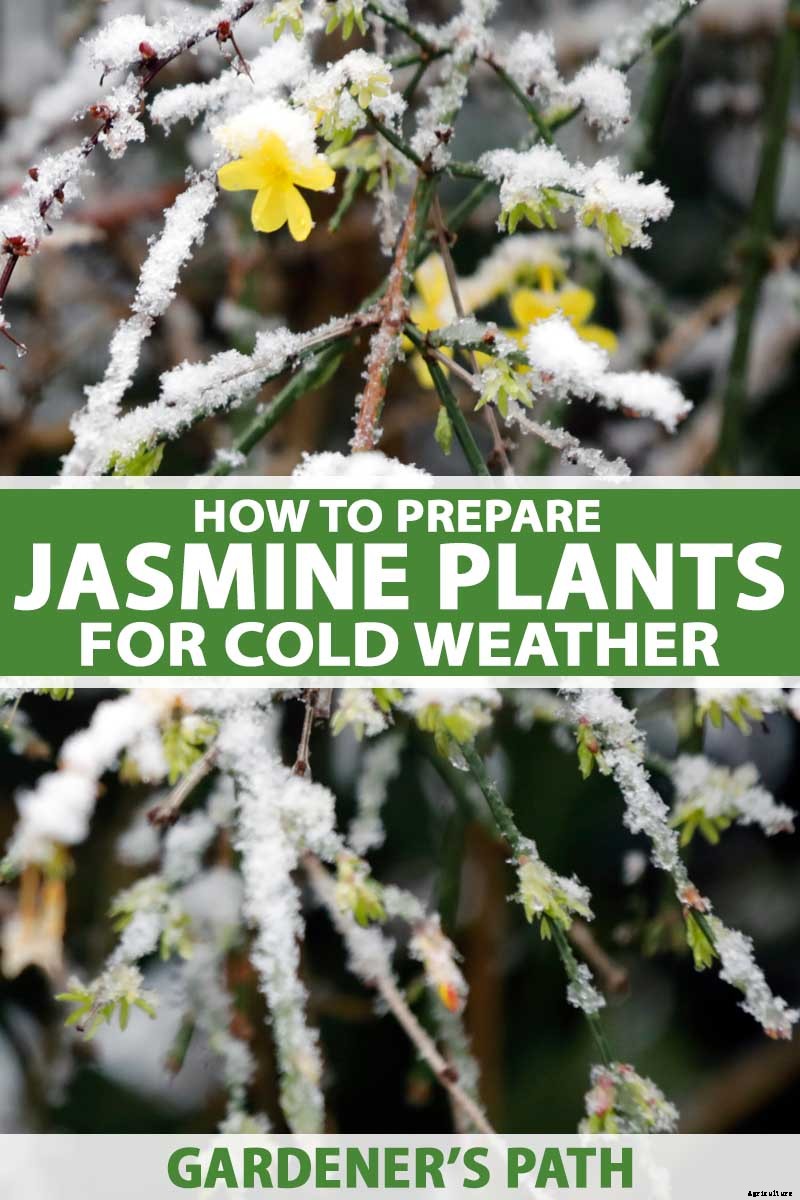 How to Prepare Jasmine Plants for Cold Weather