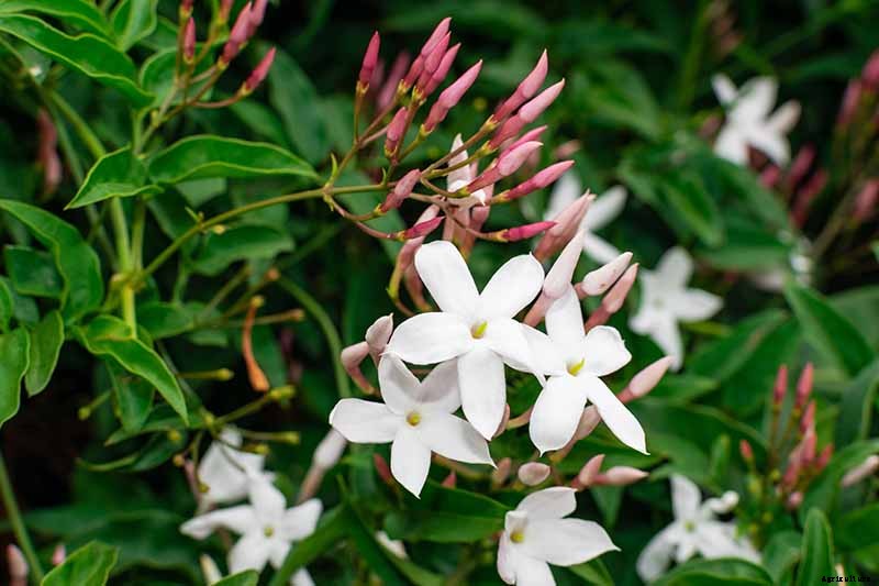 How to Prepare Jasmine Plants for Cold Weather
