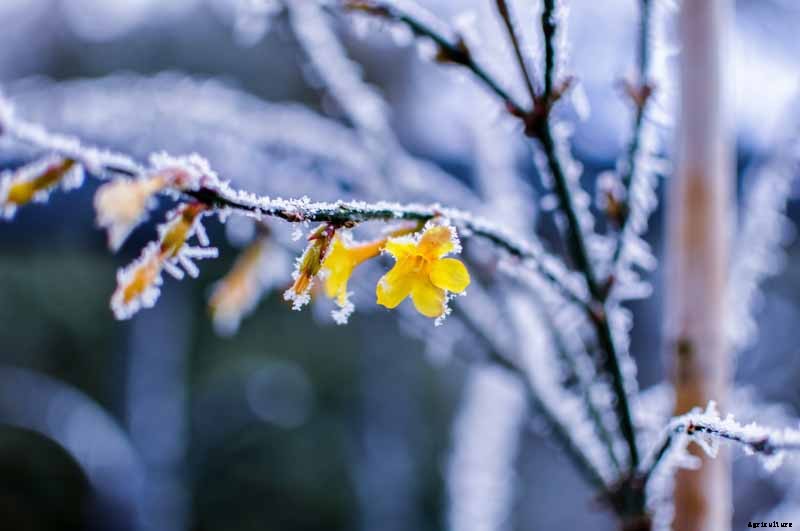How to Prepare Jasmine Plants for Cold Weather