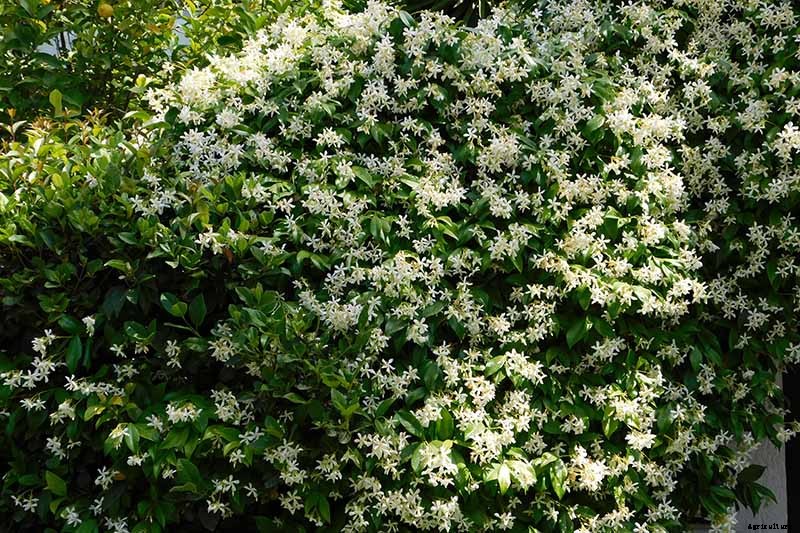 How to Prepare Jasmine Plants for Cold Weather