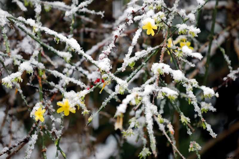 How to Prepare Jasmine Plants for Cold Weather