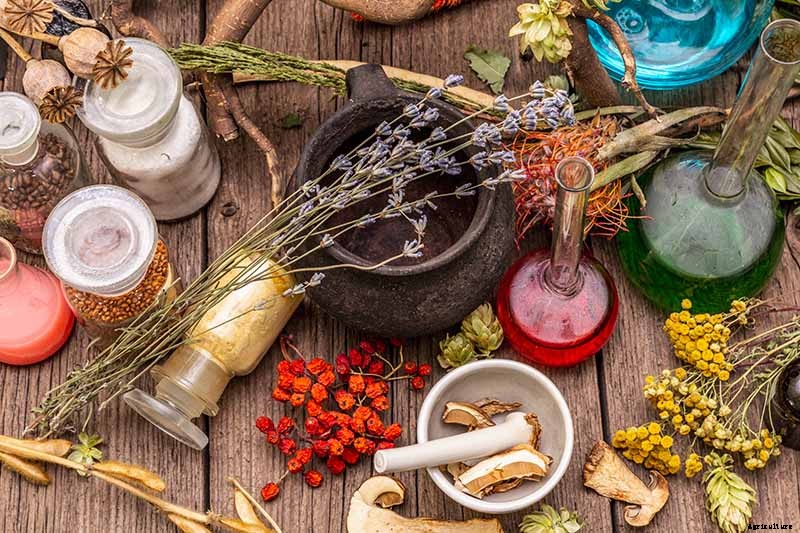 Combat Cold Season Naturally with Herbs and Plants from the Garden