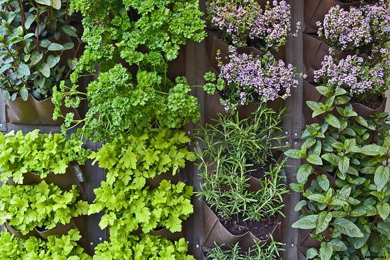 Combat Cold Season Naturally with Herbs and Plants from the Garden