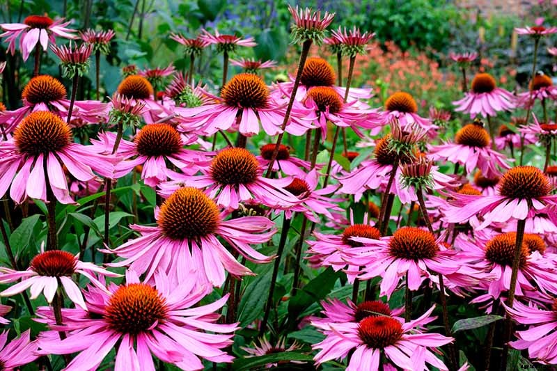 Combat Cold Season Naturally with Herbs and Plants from the Garden